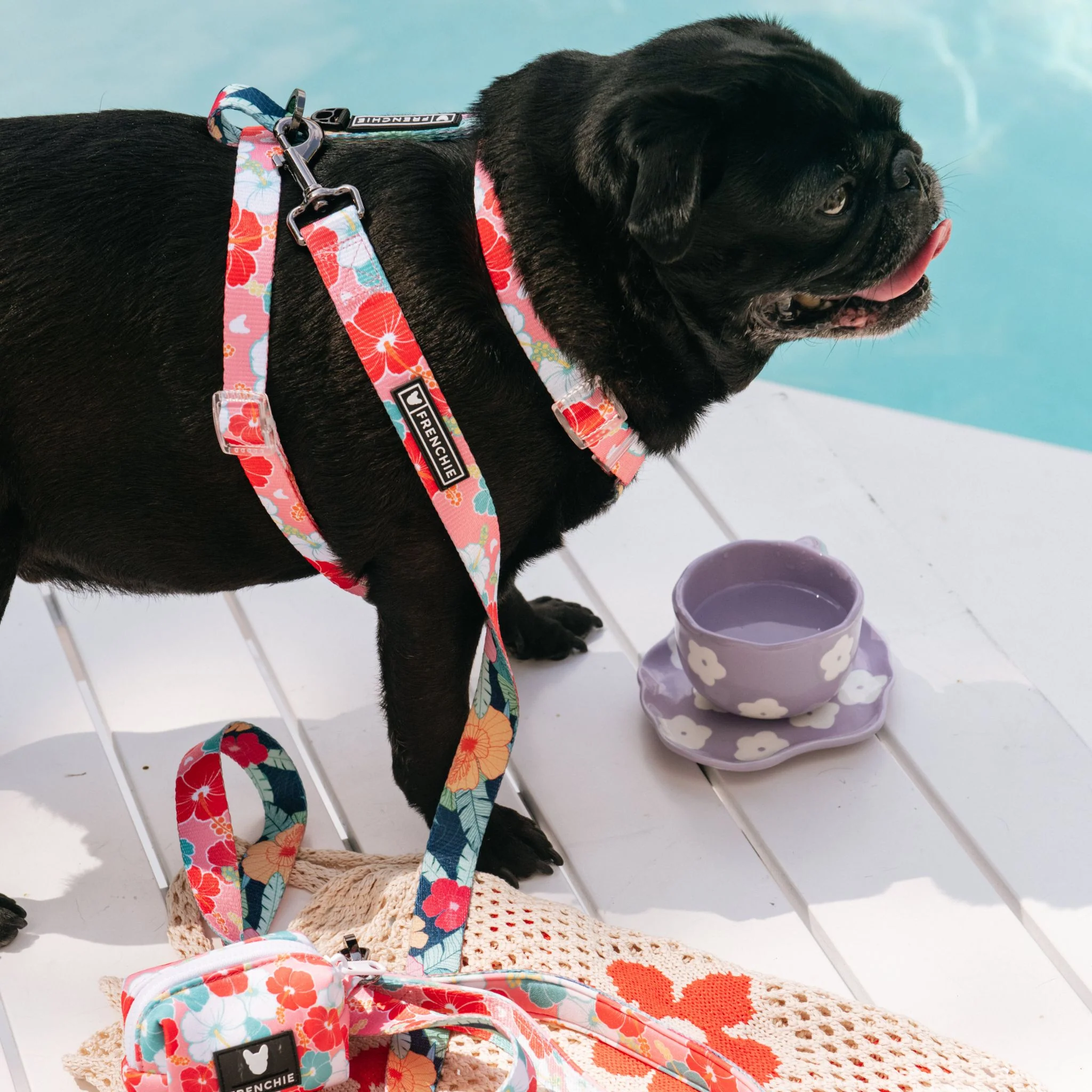 Frenchie Strap Harness - Paradise - Image 3