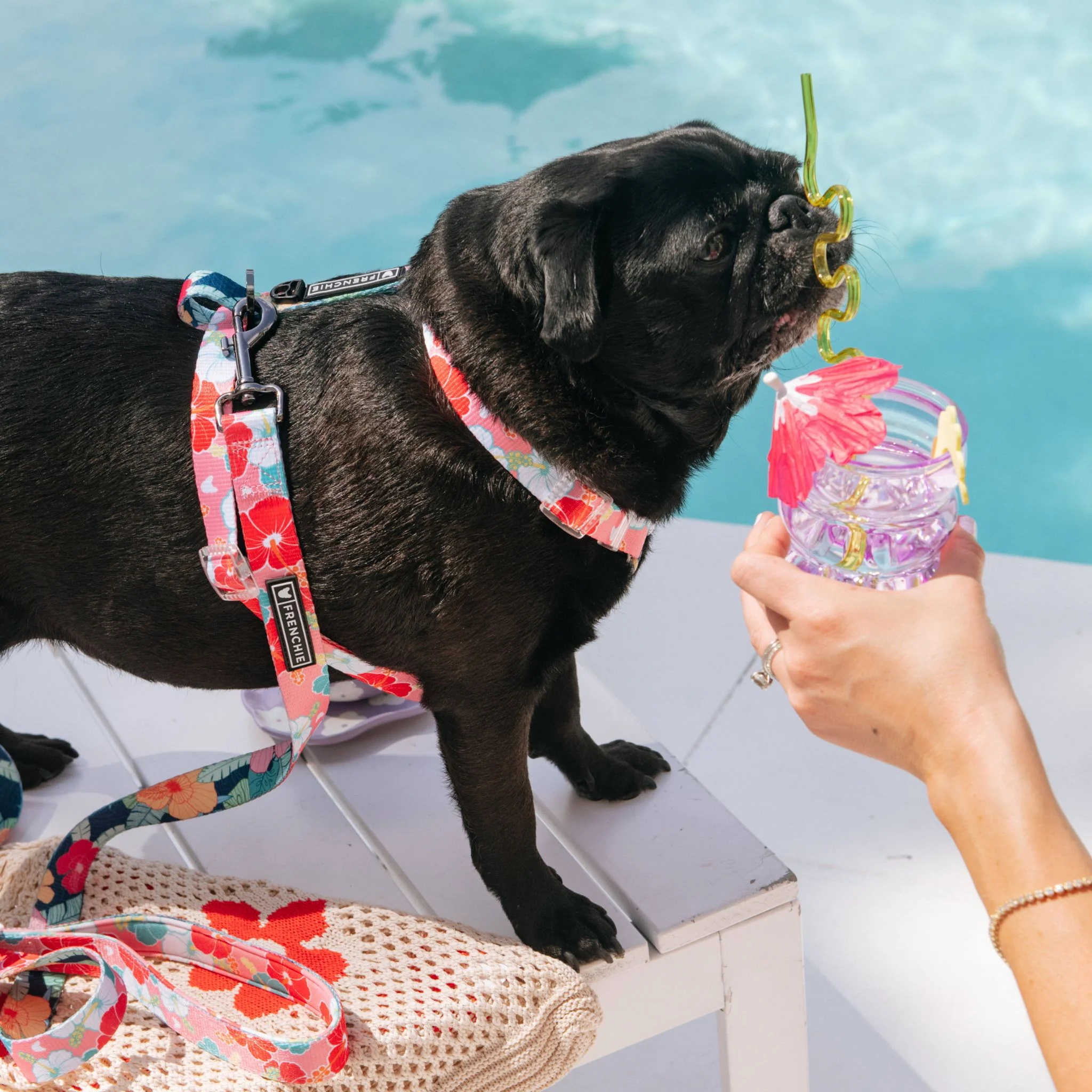 Frenchie Strap Harness - Paradise - Image 4