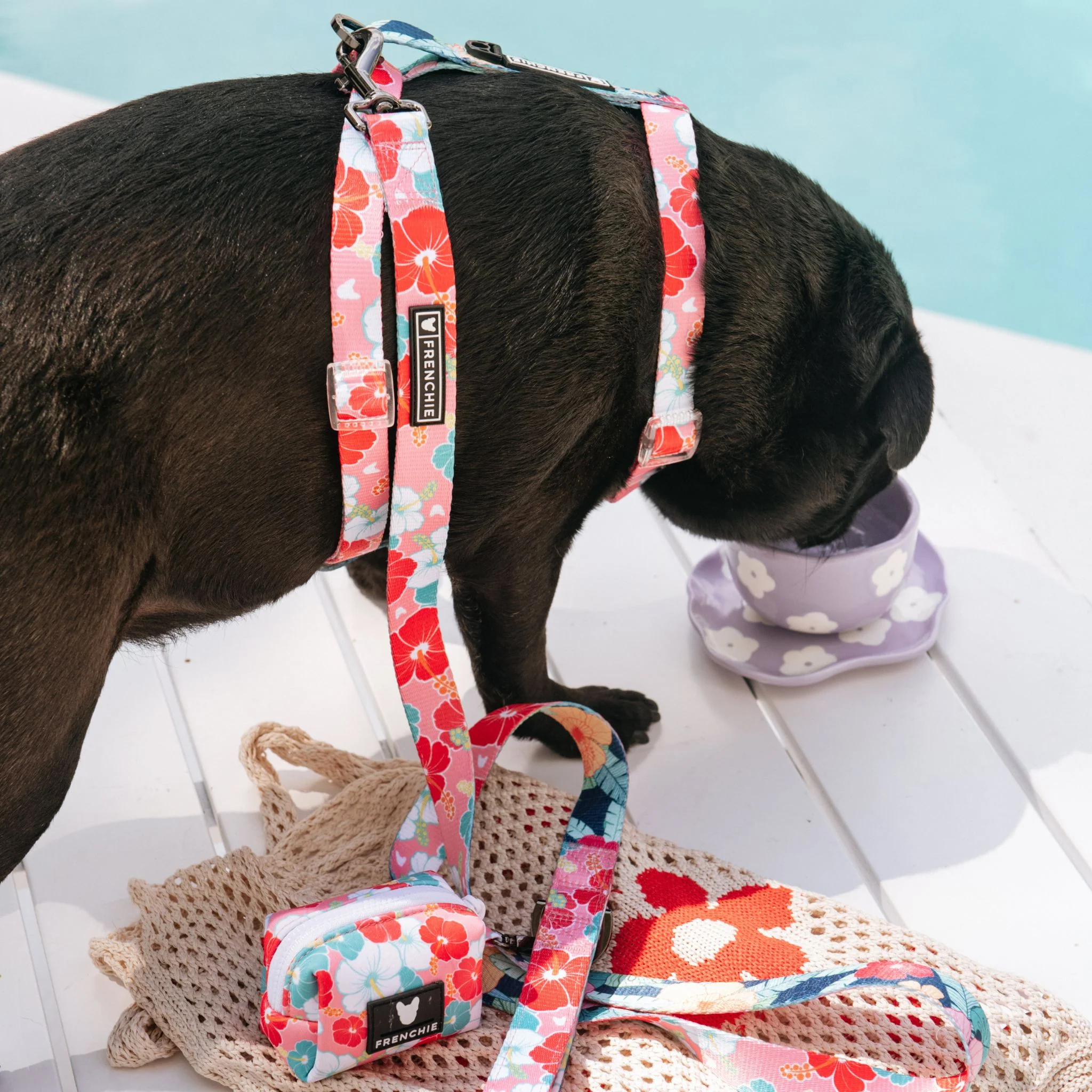 Frenchie Strap Harness - Paradise - Image 5