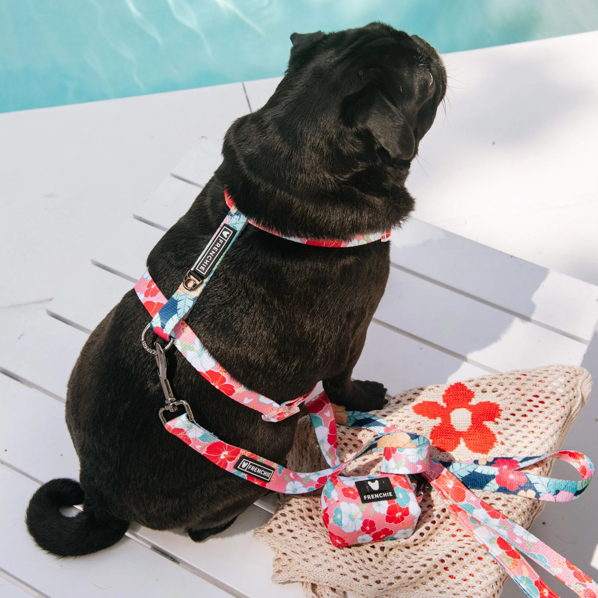 Frenchie Strap Harness - Paradise - Image 6