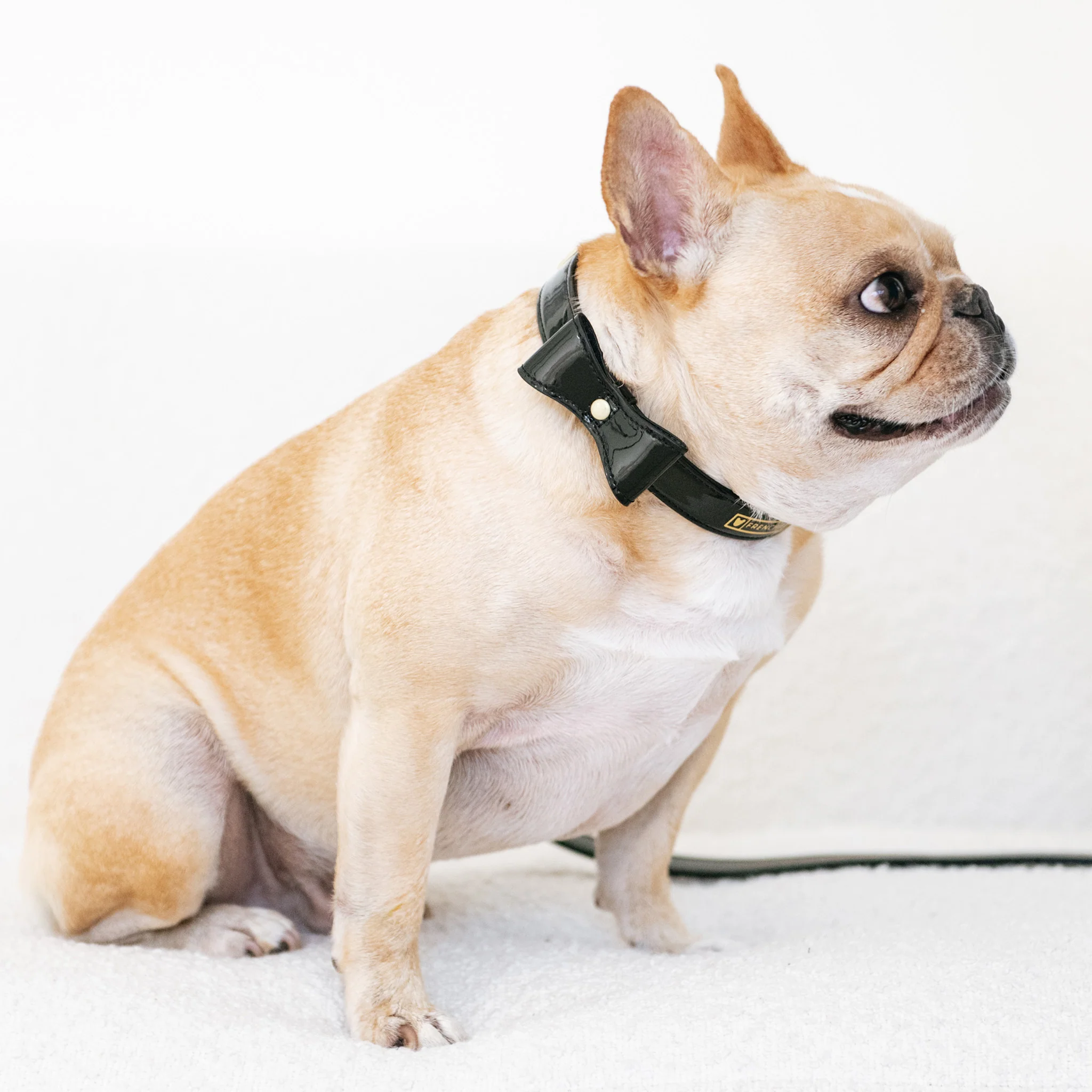 Frenchie Vegan Leather Collar, Leash, & Bow Tie Set - Image 3