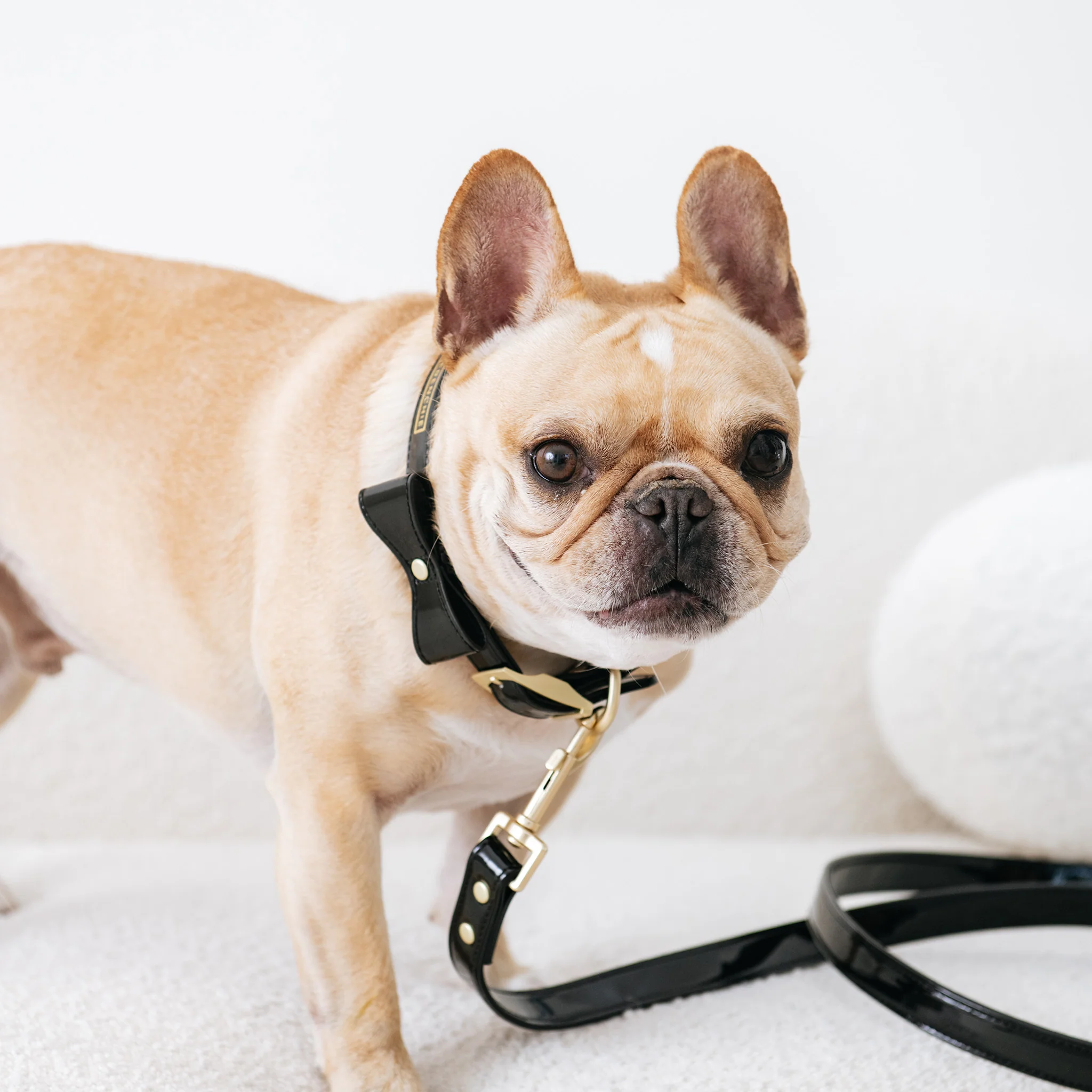 Frenchie Vegan Leather Collar, Leash, & Bow Tie Set - Image 6