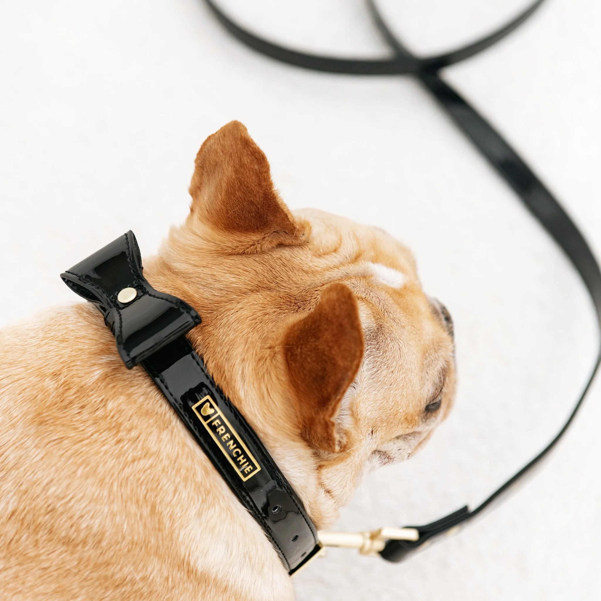 Frenchie Vegan Leather Collar, Leash, & Bow Tie Set - Image 7