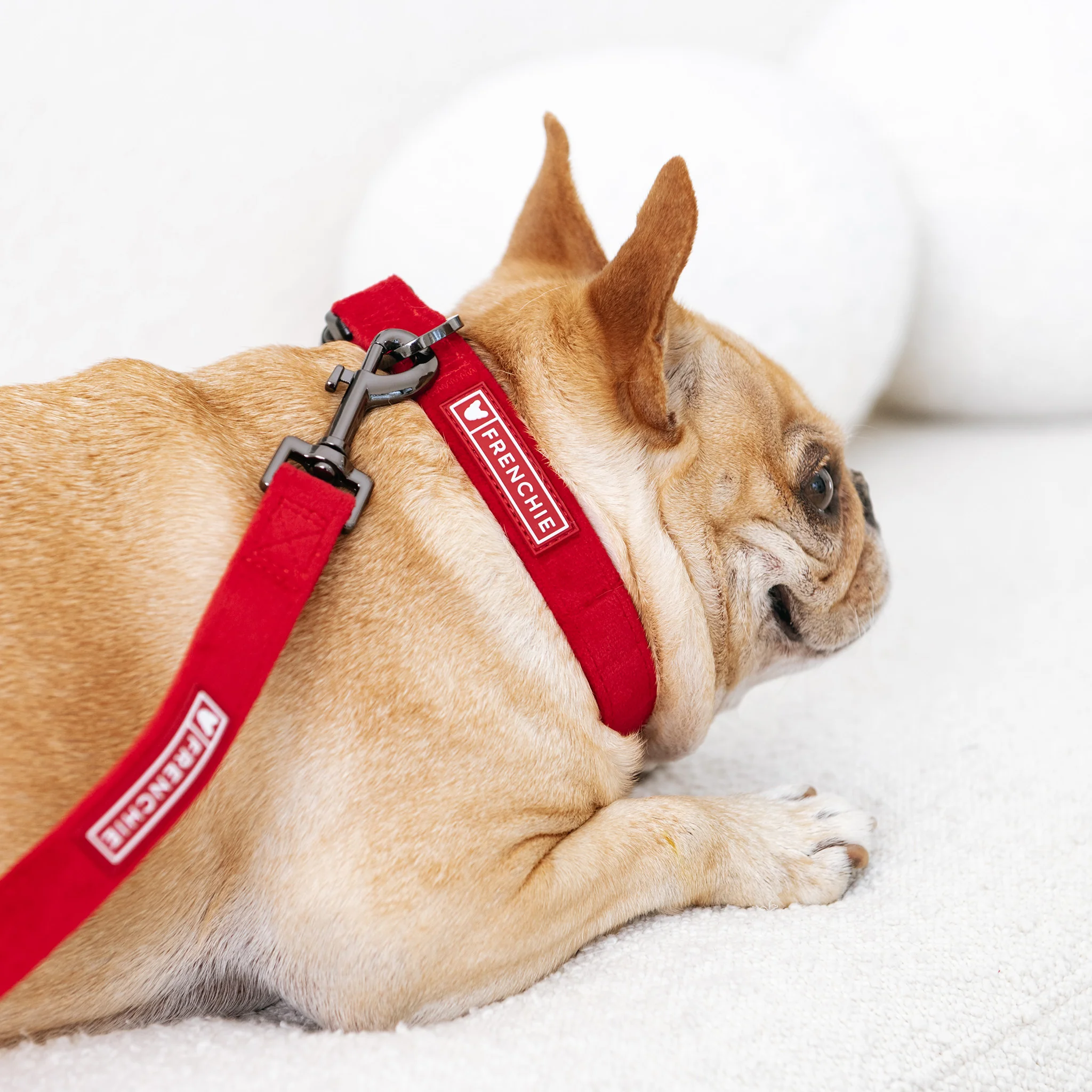 Frenchie Velvet Collar & Leash Set - Image 2