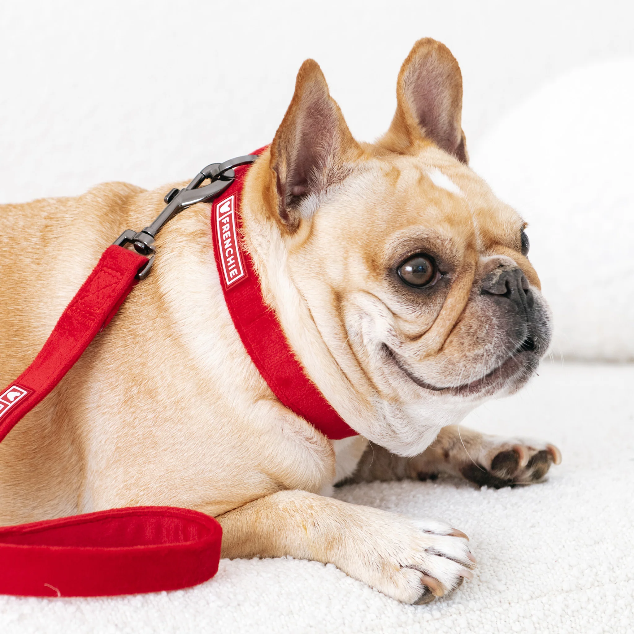 Frenchie Velvet Collar & Leash Set - Image 3