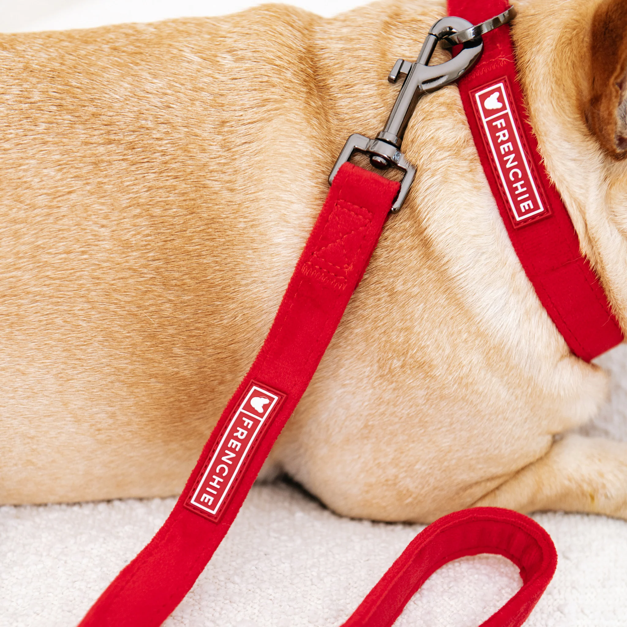 Frenchie Velvet Collar & Leash Set - Image 4