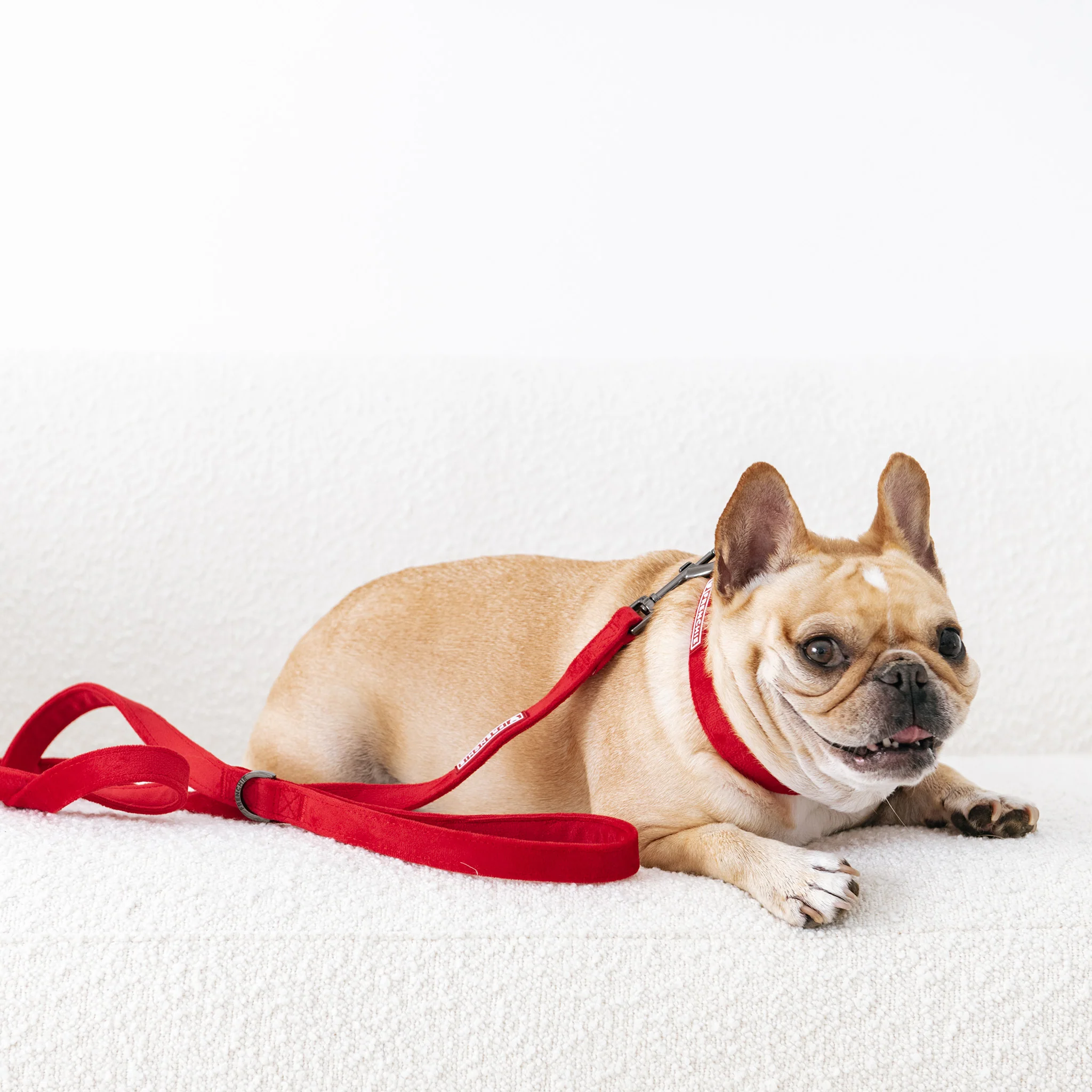 Frenchie Velvet Collar & Leash Set - Image 5