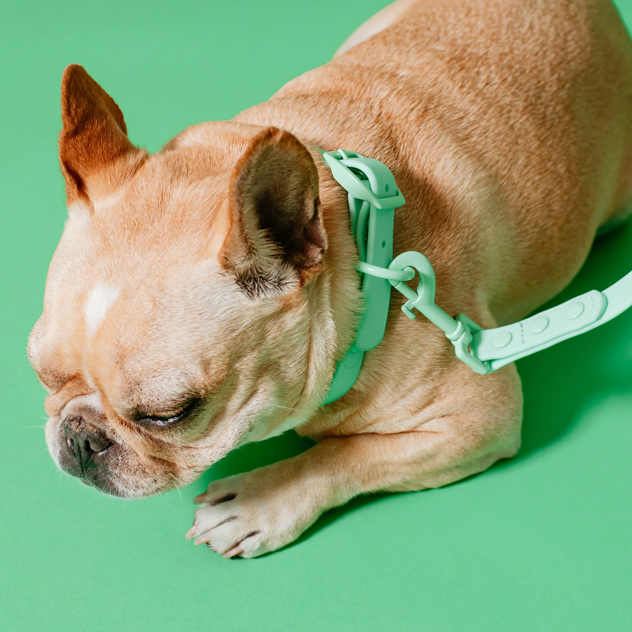 Frenchie Waterproof Collar - Mint Green - Image 3