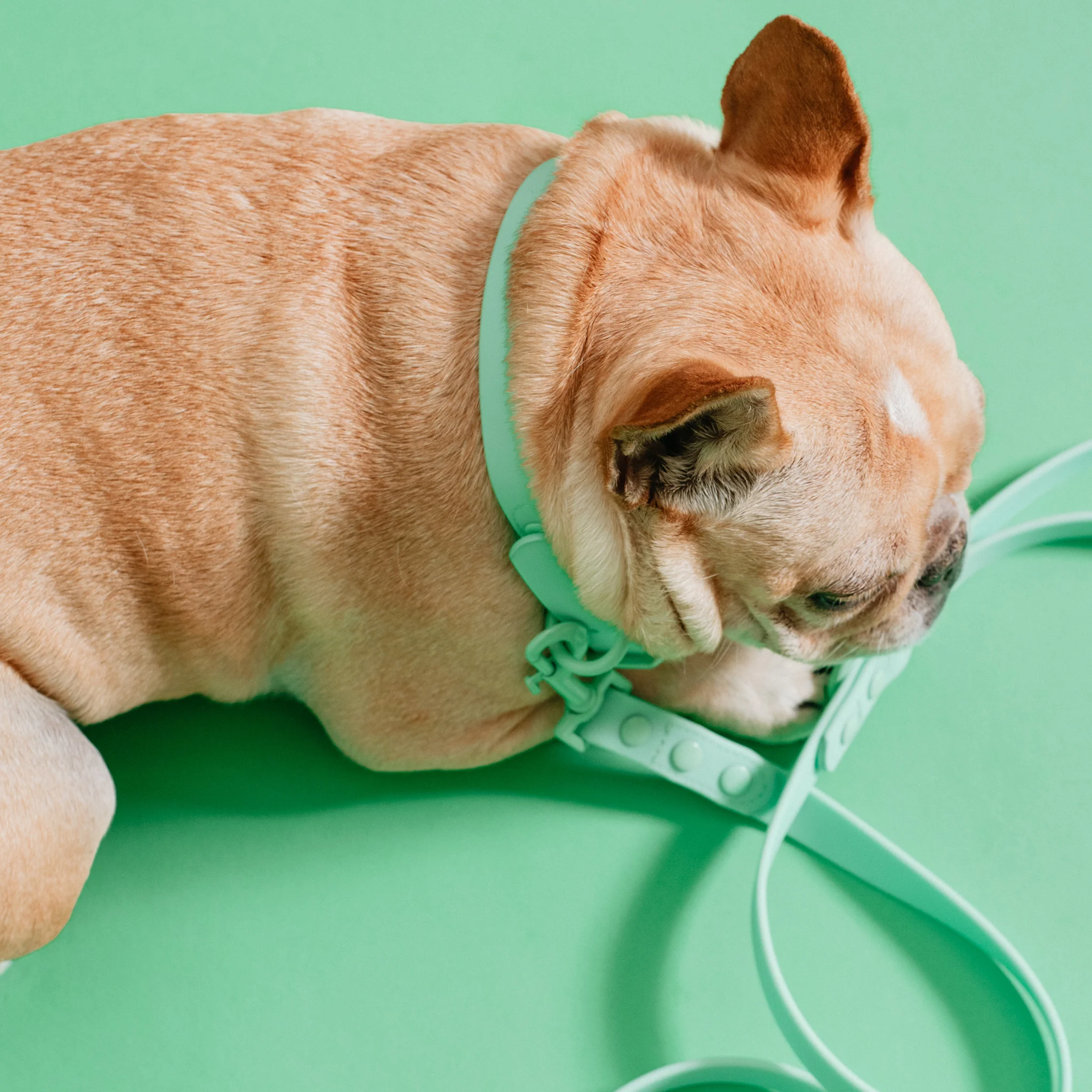 Frenchie Waterproof Collar - Mint Green - Image 4