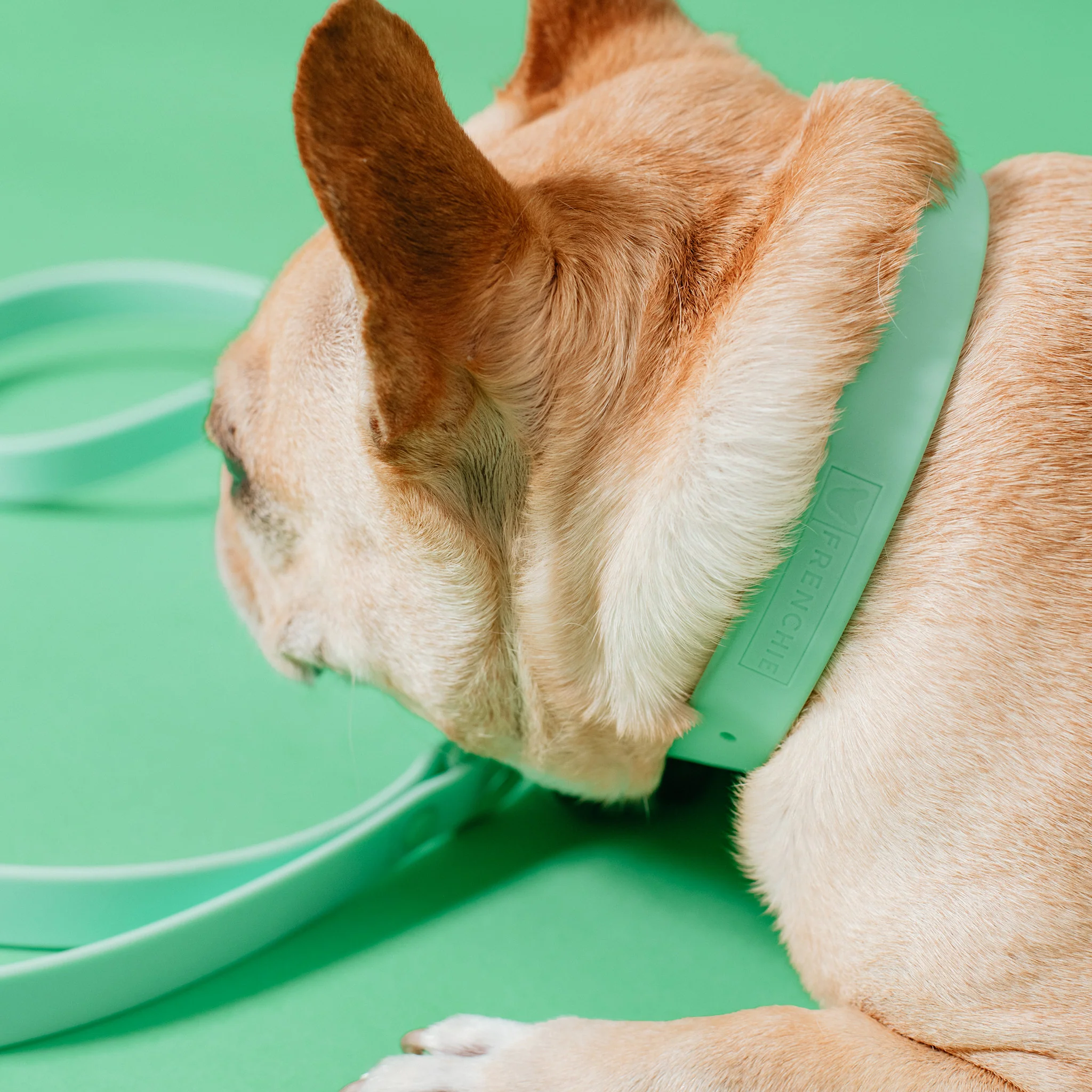 Frenchie Waterproof Collar - Mint Green - Image 5