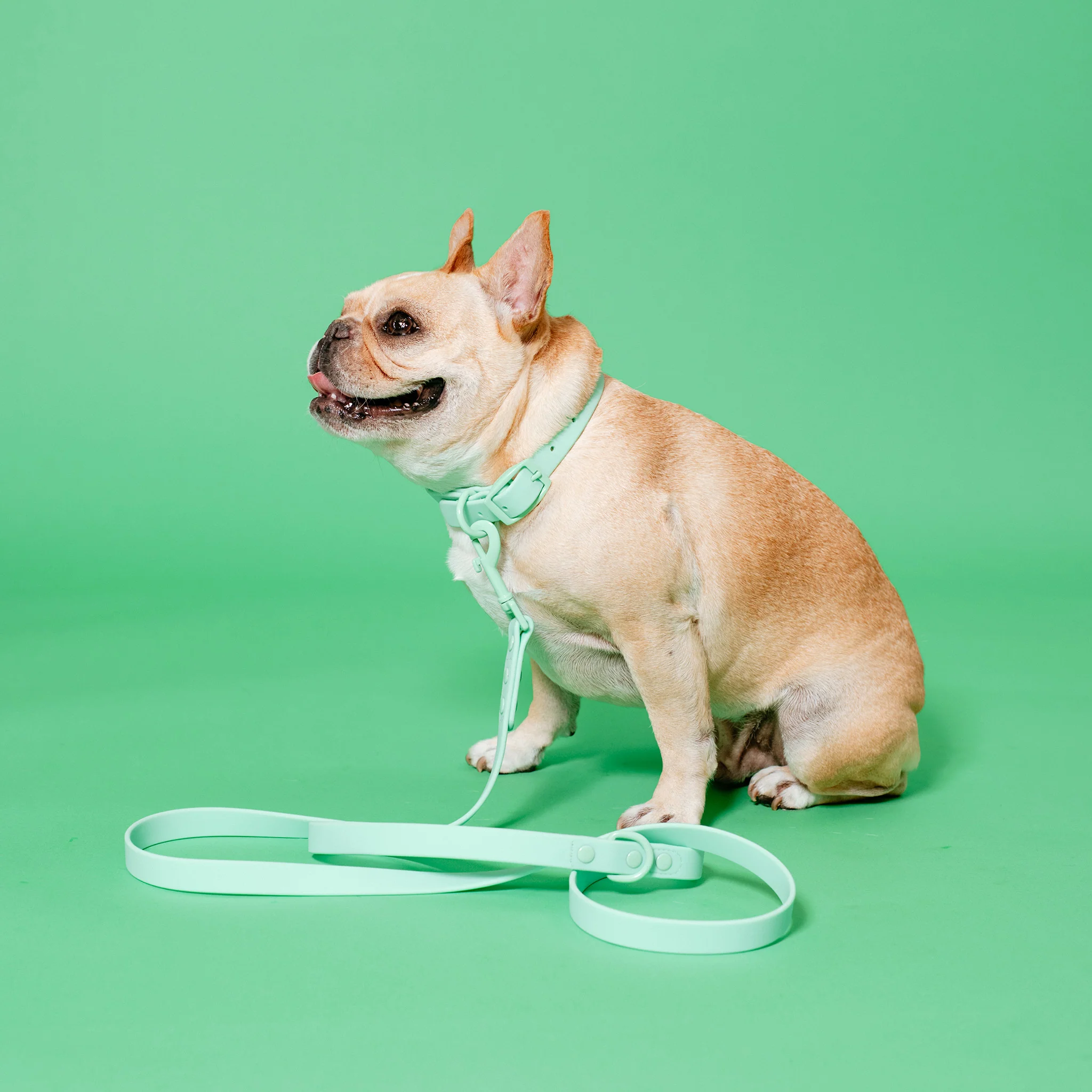 Frenchie Waterproof Collar - Mint Green - Image 6