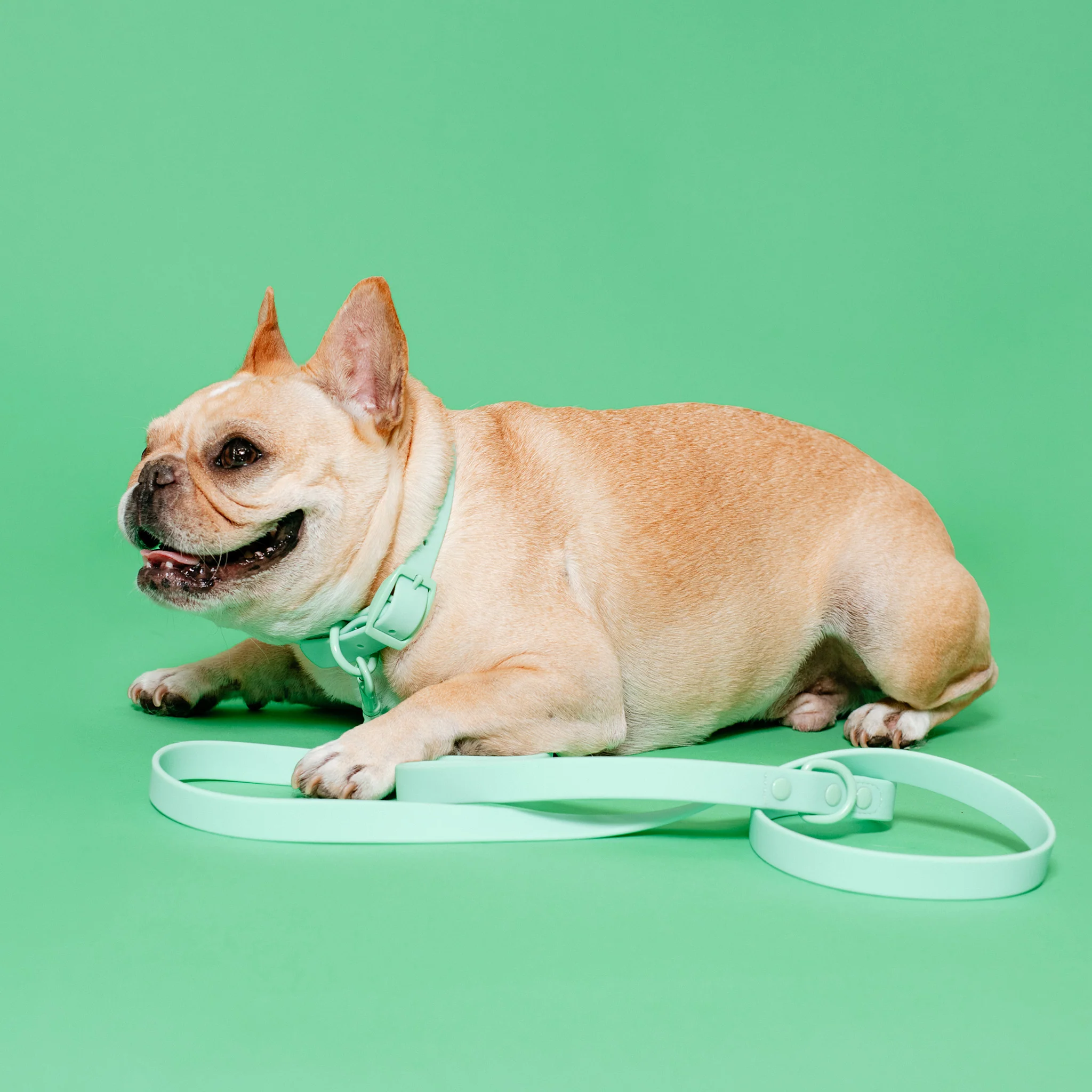 Frenchie Waterproof Collar - Mint Green - Image 7