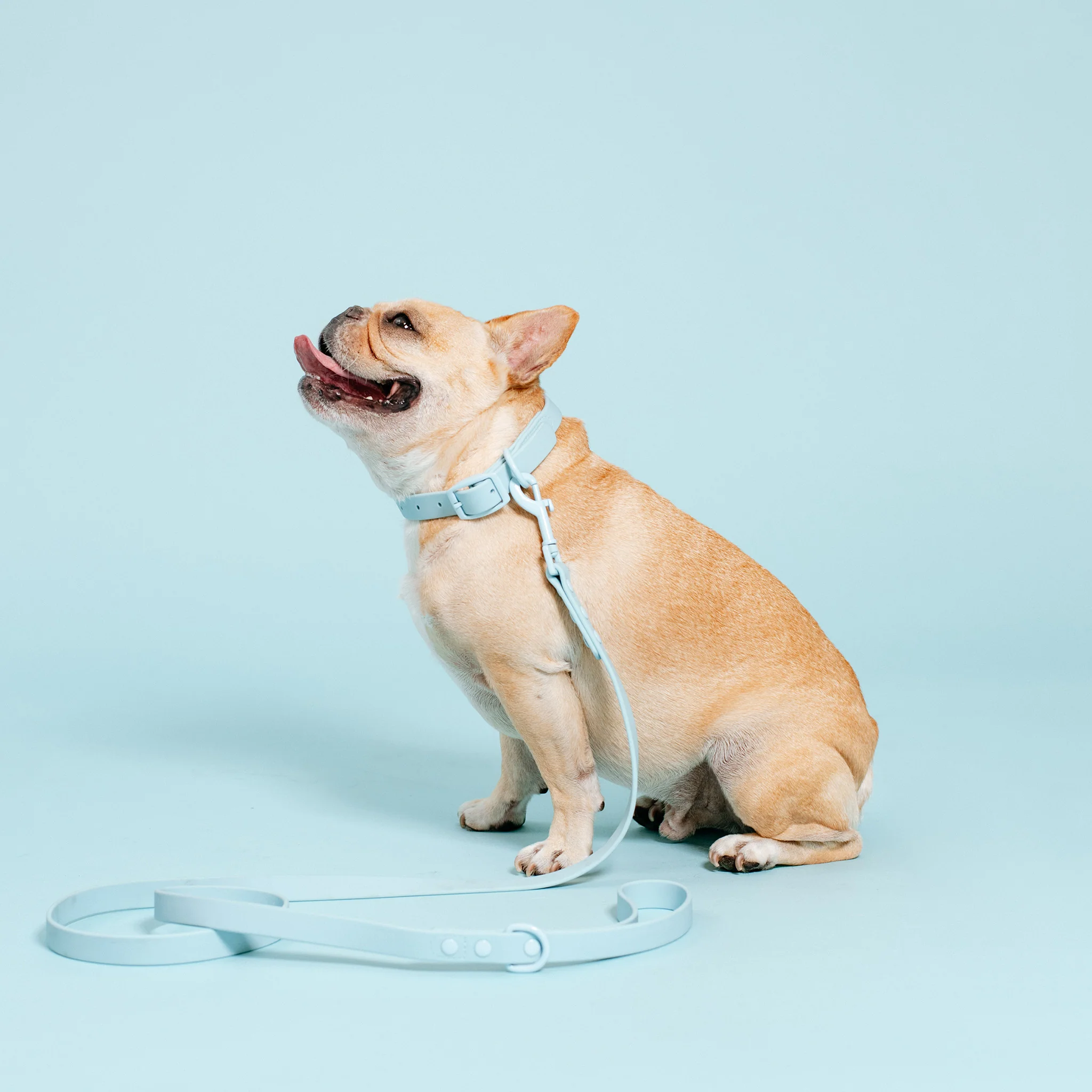 Frenchie Waterproof Collar - Ocean Blue - Image 6