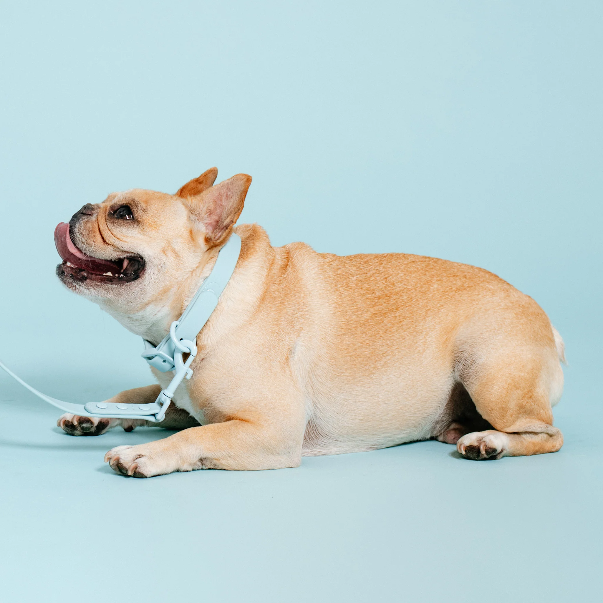 Frenchie Waterproof Collar - Ocean Blue - Image 7