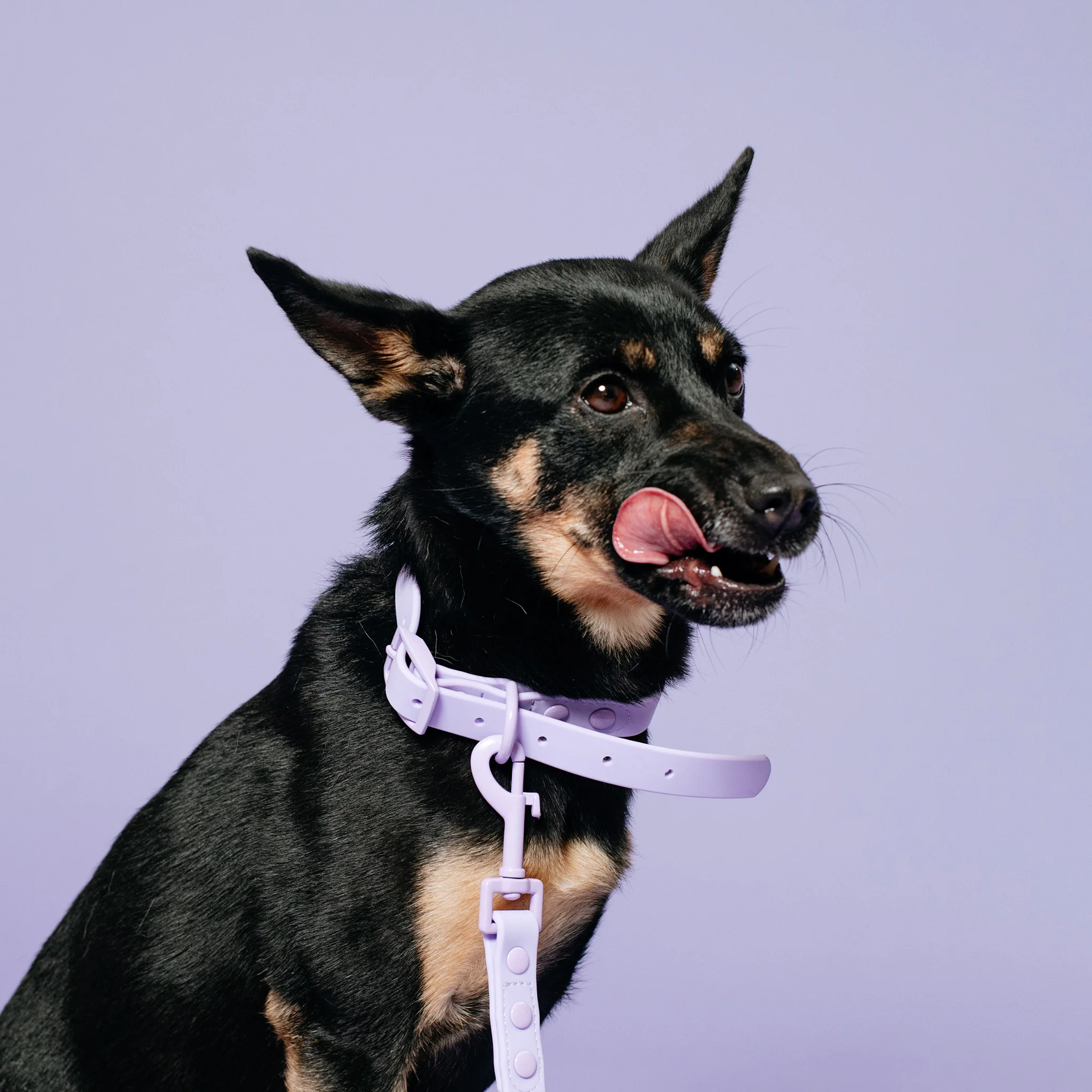 Frenchie Waterproof Collar - Violet - Image 2