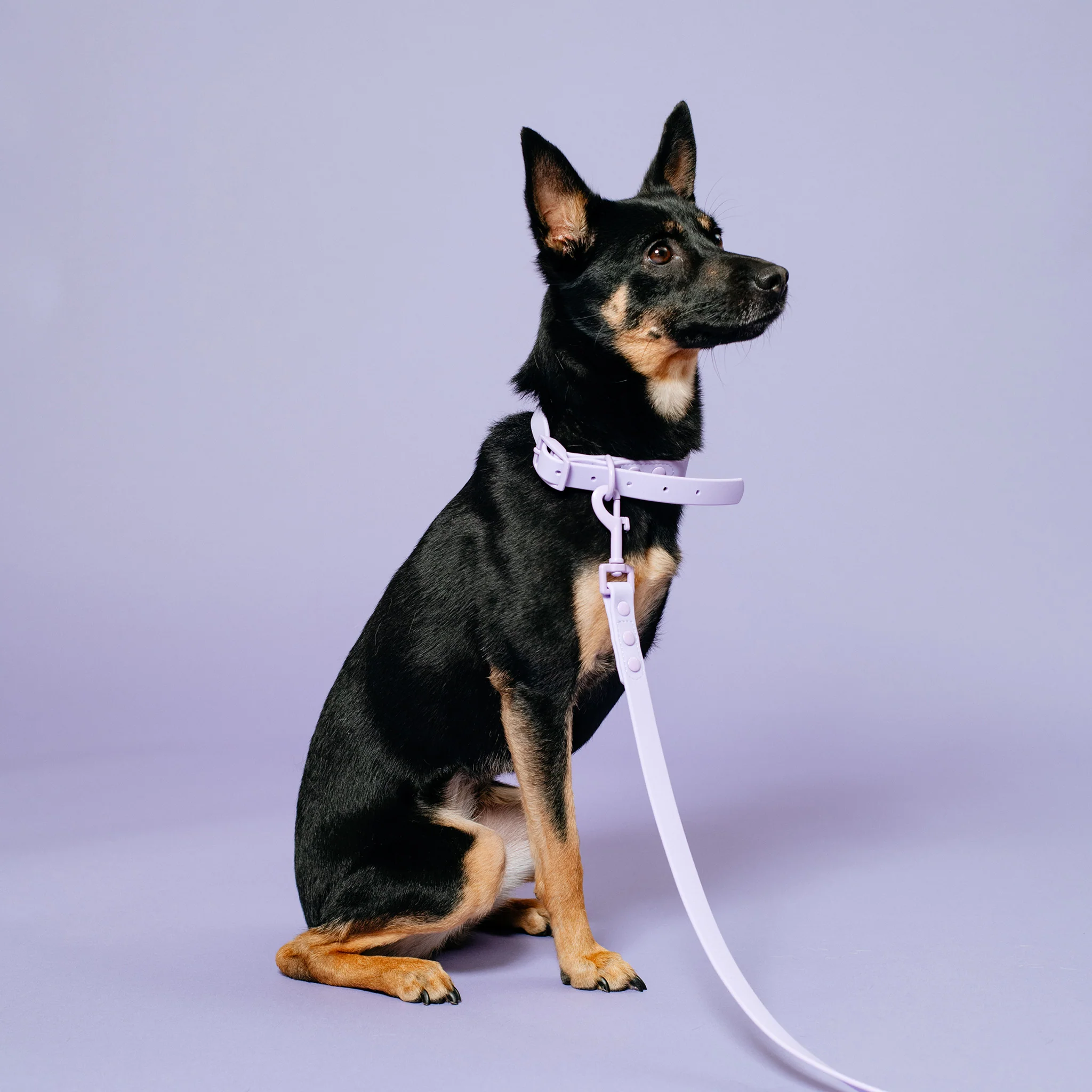 Frenchie Waterproof Collar - Violet - Image 3