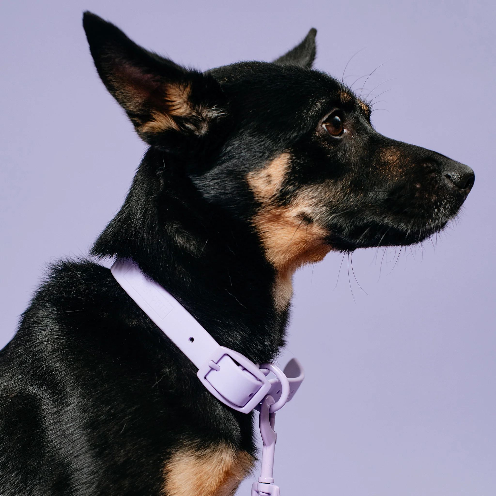 Frenchie Waterproof Collar - Violet - Image 4