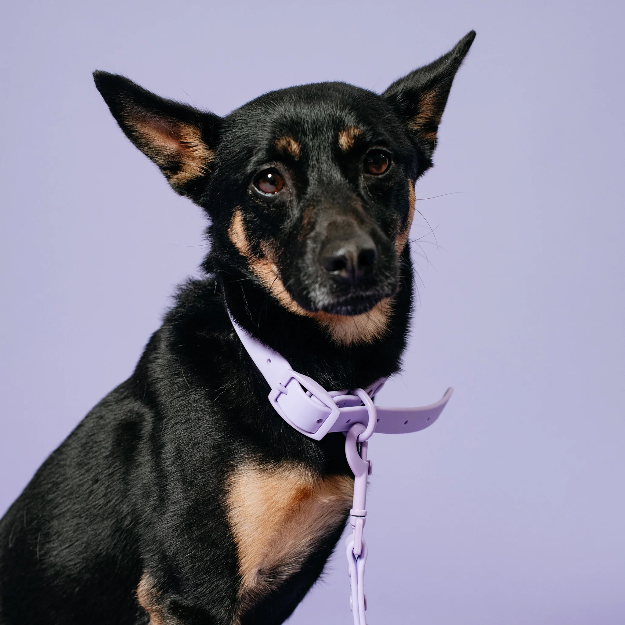 Frenchie Waterproof Collar - Violet - Image 6