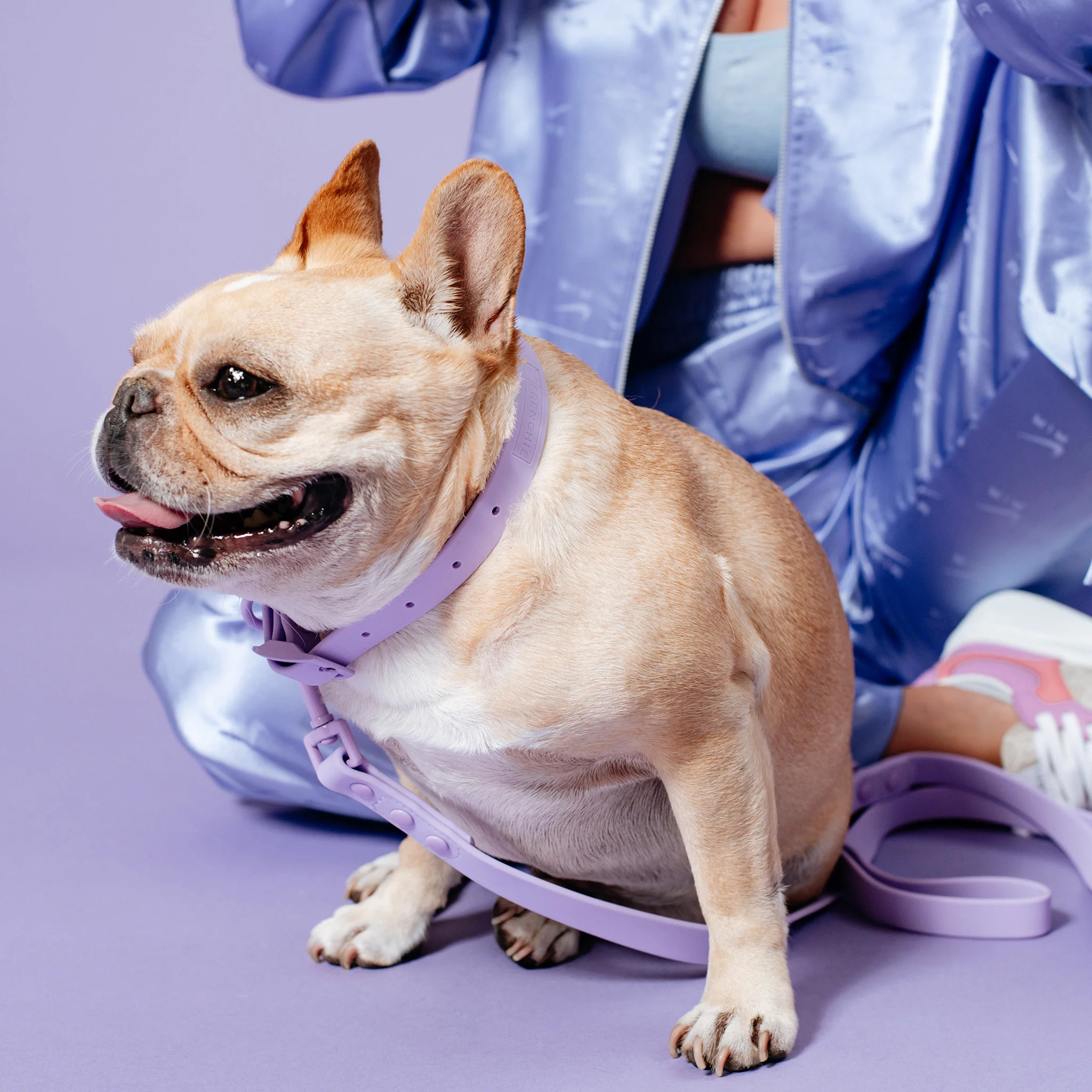 Frenchie Waterproof Collar - Violet - Image 7