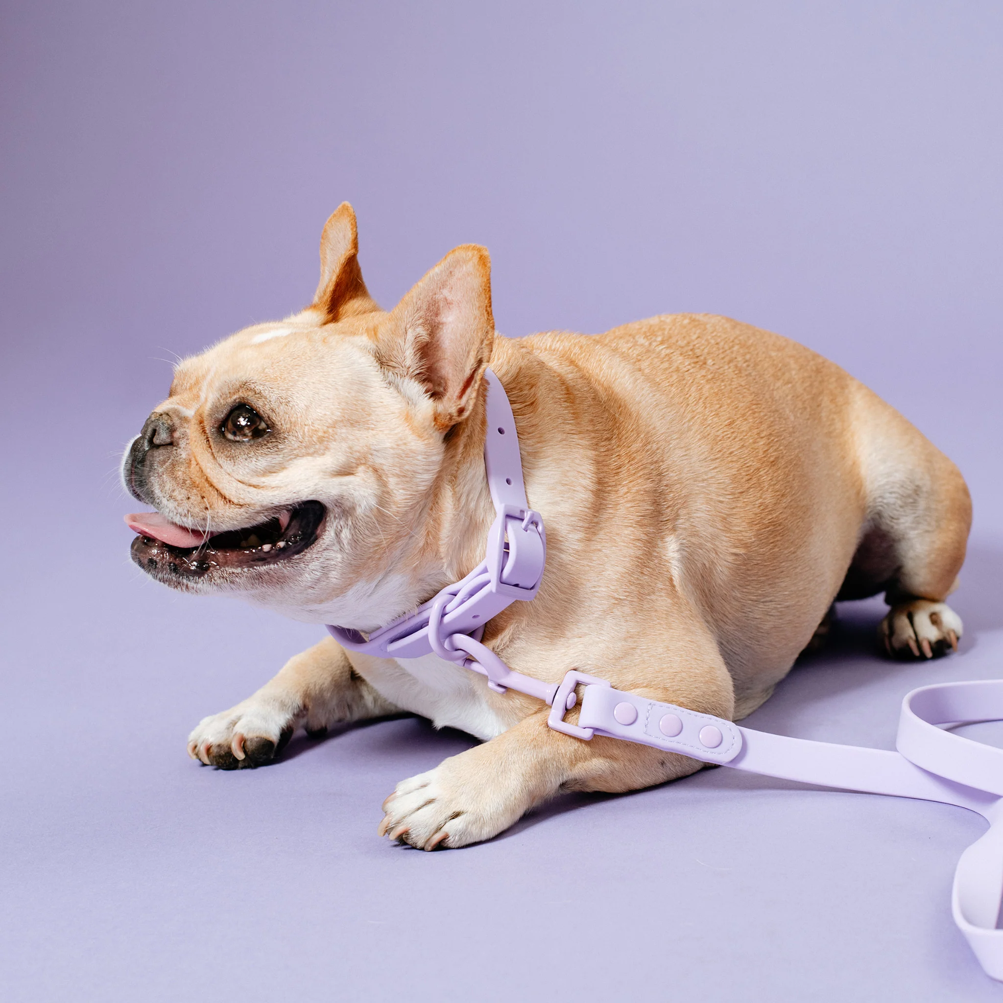 Frenchie Waterproof Collar - Violet - Image 8