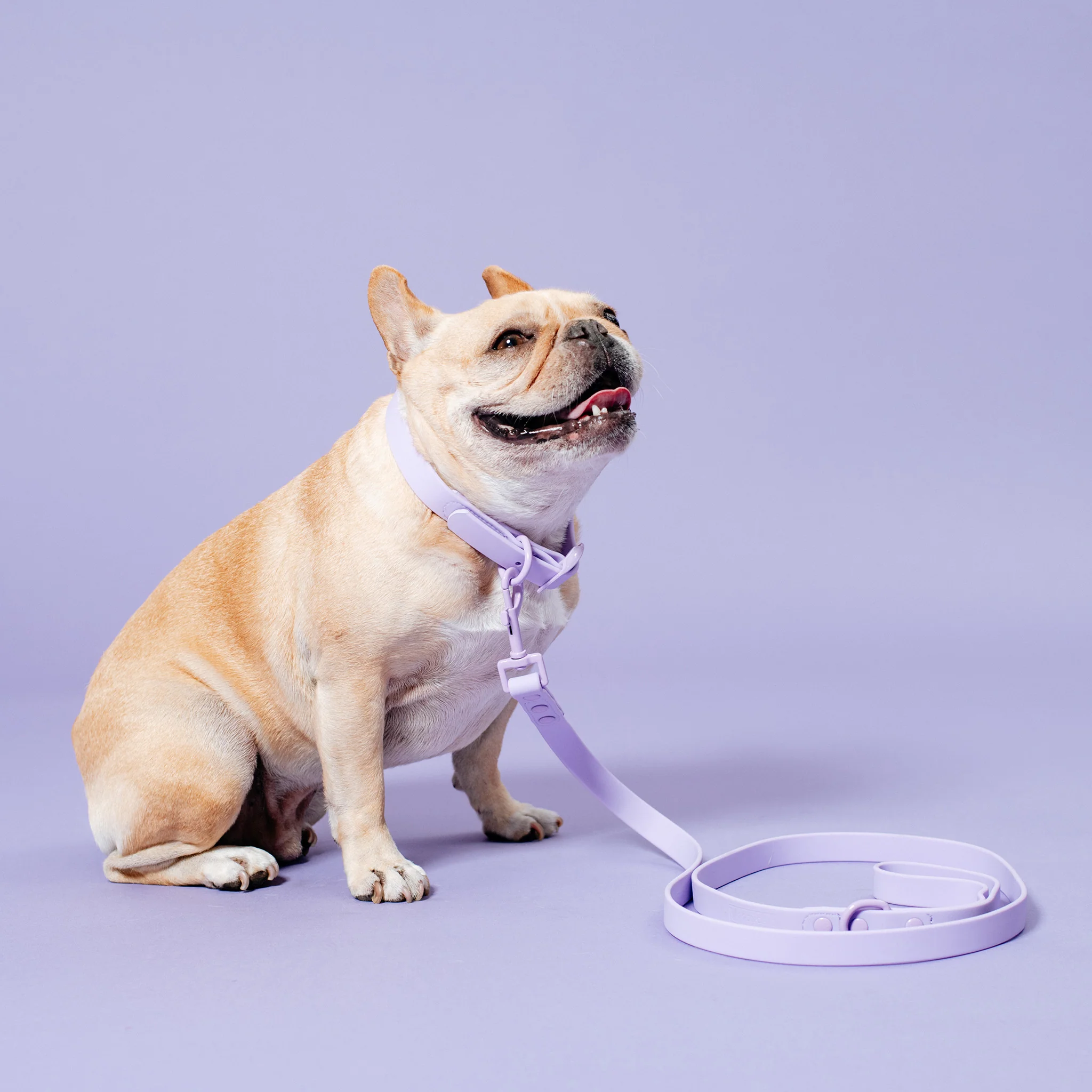 Frenchie Waterproof Collar - Violet - Image 9